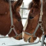 AltersweideJanuar2021