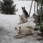 AltersweideJanuar2021